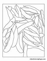 Green Beans Coloring Page Free  Home sketch template
