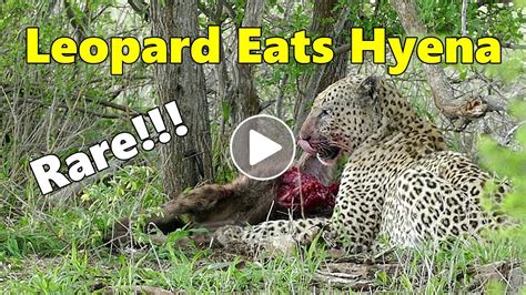 Leopard Eats Hyena!!! Rare Footage of the Infamous "Hyena Slayer" - YouTube