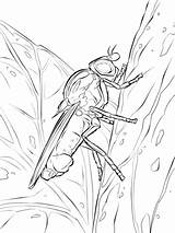 Cartoon Fly Image Coloring Pages  Cool sketch template