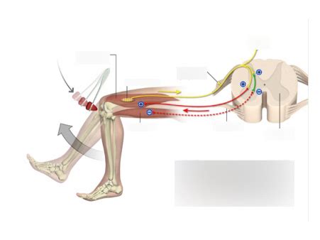 Diagram of inverse myotatic reflex | Quizlet
