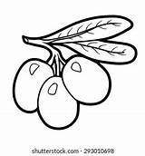 Coloring Book Fruits Vegetables Olives Vector De Stock Libre  sketch template