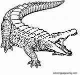 59 Alligator Coloring Pages  ColoringPagesOnlycom sketch template