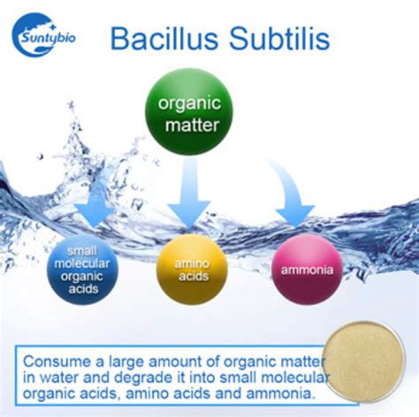 Guide to Bacillus Subtilis Benefits for Animal Health