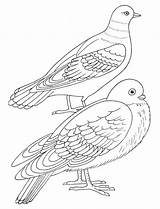 Two Doves coloring Page  Download Print Or Color Online For Free sketch template