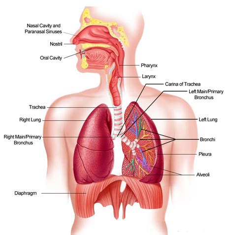 How do we breath? A guide to the respiratory system - First Aid for Free