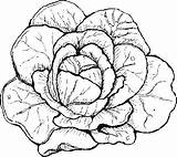 Lettuce Coloring Page At GetColoringscom  Free printable Colorings sketch template
