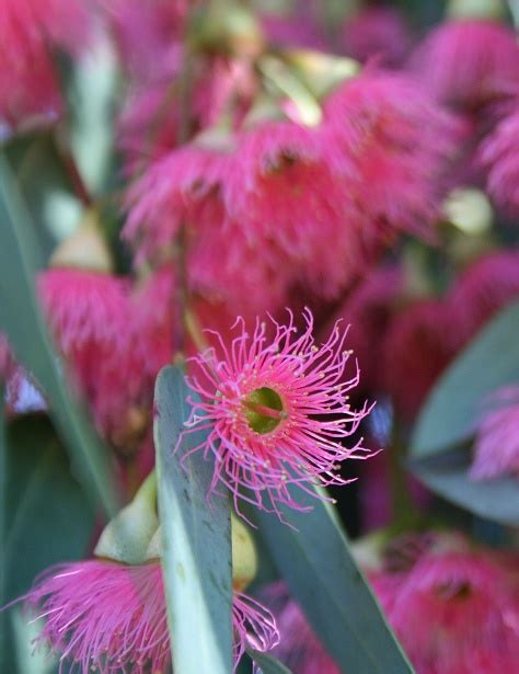 Flower Of Eucalyptus Tree Free Stock Photo - Public Domain Pictures