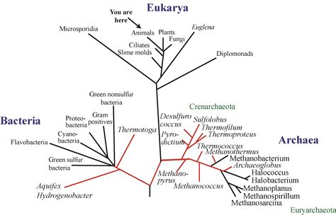 Mapping the Uncharted Diversity of Arctic Marine Microbes: DNA Classification: NOAA Office of ...