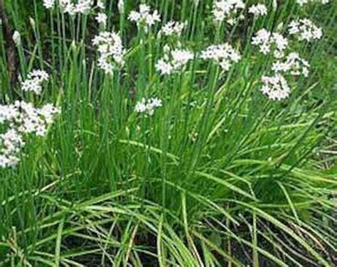 Chinese Leek/ Chives Flower | Etsy