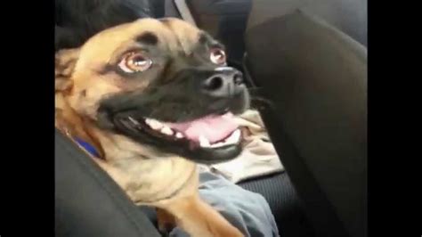 Dog Laughs like a Human - YouTube