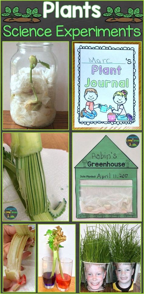 Plants Science Experiments & Teaching How Plants Grow - Lessons for Little Ones by Tina O'Block ...