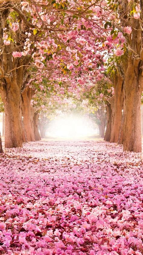 Nature Cherry Blossom Korea HD phone wallpaper | Pxfuel