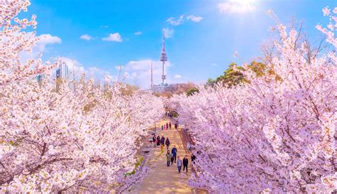 South Korea Cherry Blossom Forecast (2024): When & Where