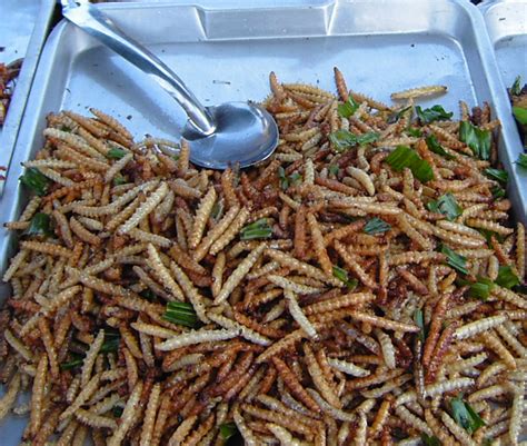 File:Bamboo worms on plate.png - Wikimedia Commons