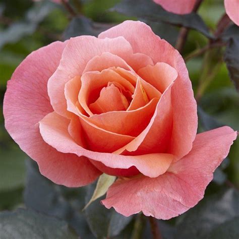 Rose Fragrant Delight - Floribunda Bush Rose - Bush and Shrub Roses ...