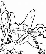 Starfish Coloring Beach Pages Shells Printable Drawing Color Clipart  sketch template