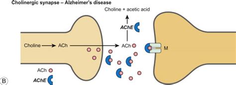 Cholinesterase Inhibitors | Neupsy Key