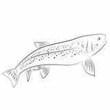 Lahontan Cutthroat Trout Coloring Page For Kids  Free Trouts Printable sketch template