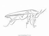 Cockroach Cucaracha Colorat Barata Desene Colorir Cockroaches Inseto  sketch template