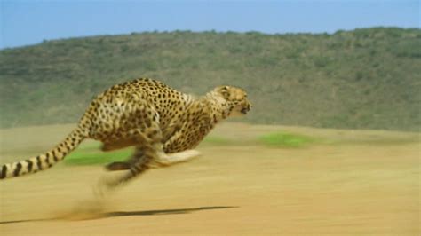 How Fast Can a Cheetah Run?