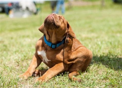 Canine Atopic Dermatitis Causes, Symptoms, and Treatments | PetMD