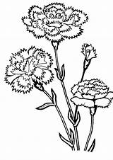 Carnation Coloring Pages To Download And Print For Free sketch template