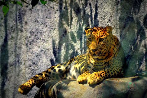Fotos gratis : Tigre, jaula, Zoo, ojo de tigre, león, pantera, National Geographic, fauna ...