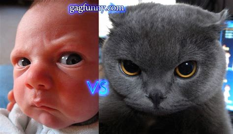 angry baby vs angry cat