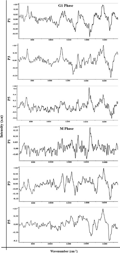 Difference spectra of parental MCF-7 and MCF7-RR cells delineate cell ...