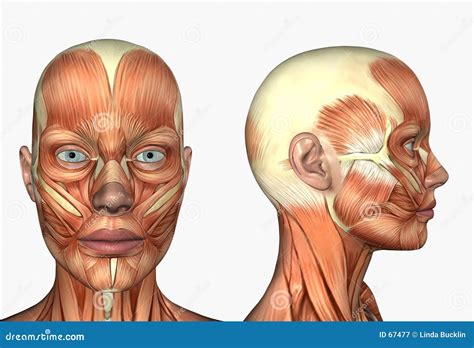 Human Anatomy - Muscles Of The Face Royalty Free Stock Photography - Image: 67477