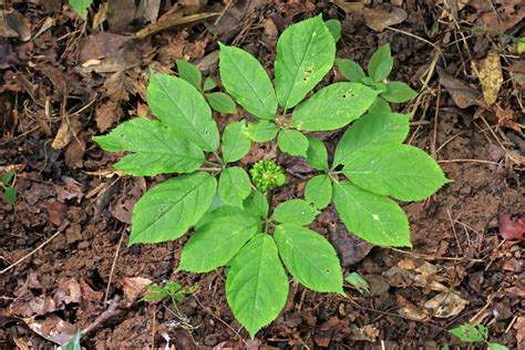 Ginseng in decline in the eastern United States