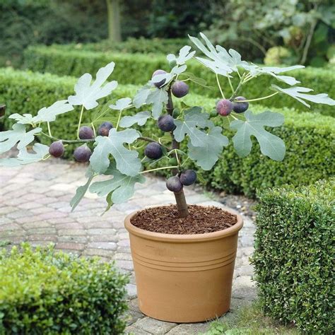 UK Hardy Fig Tree | 'Brown Turkey' - Roots Plants