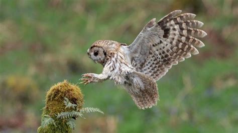 Tawny Owl – Facts, Size, Habitat, Pictures