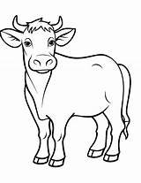 35 Cow Coloring Pages Cute Free Sheets sketch template