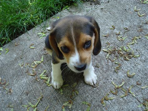 File:Beagle puppy 6 weeks.JPG - Wikipedia