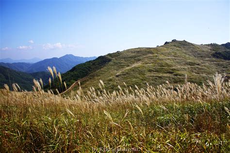 [The Beauty of Korea#17]화왕산 억새밭 @경남 창녕 (Silver Grass Field in Changnyeong) — Steemit