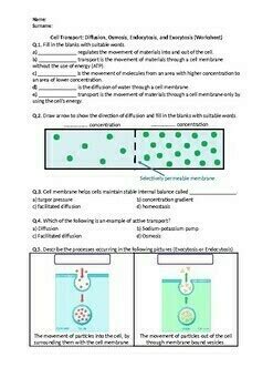 Cell Transport: Diffusion, Osmosis, Endocytosis, Exocytosis (Worksheet)