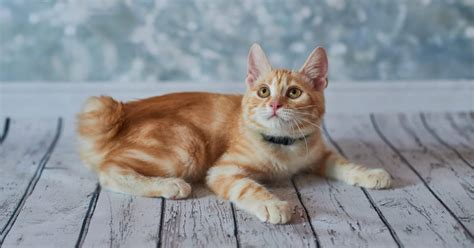 15 Orange Cat Breeds You Need to Know About! - My Cat Genius