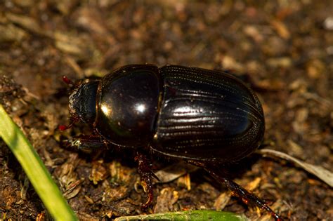 African black beetle – Cesar Australia
