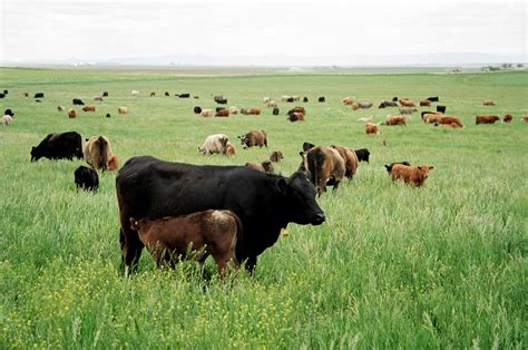 Cattle and Grazing - Lamb Farms