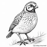 Quail Coloring Pages  Free & Printable sketch template