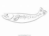 Southern Appalachian Brook Trout Coloring Page For Kids  Free Trouts sketch template
