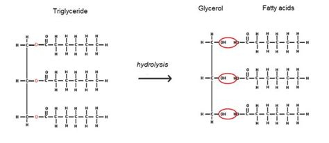 Glycerol - Molecule of the Month - January 2018 (HTML version)