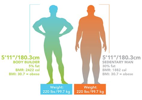 Male Body Composition Chart