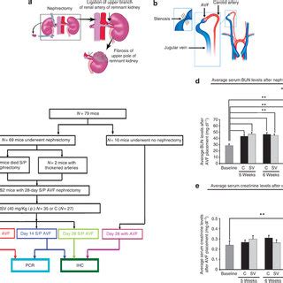 Overview of study. (a) The nephrectomy procedure is shown, and (b) the ...