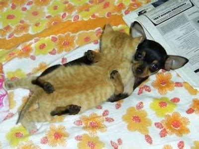 Kittens And Puppies Cuddling | Funny and Cute Cats Gallery