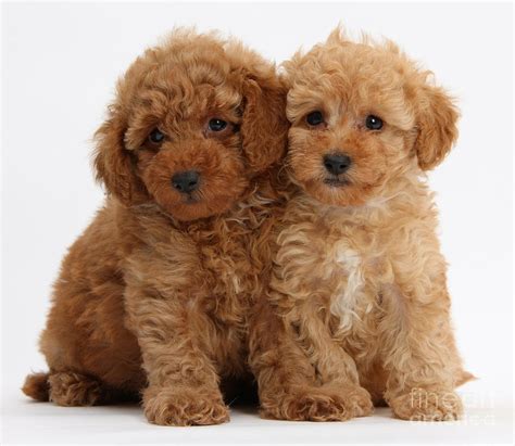 Red Toy Poodle