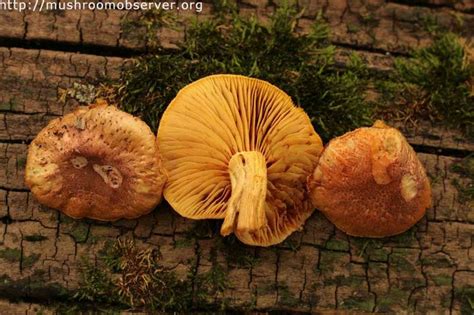 Gymnopilus braendlei - Alchetron, The Free Social Encyclopedia