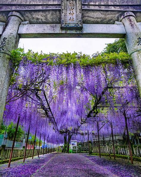 Shrine Surrounded By Wisteria Flowers Looks Exactly Like Mt. Fujikasane In 'Demon Slayer' - 9GAG