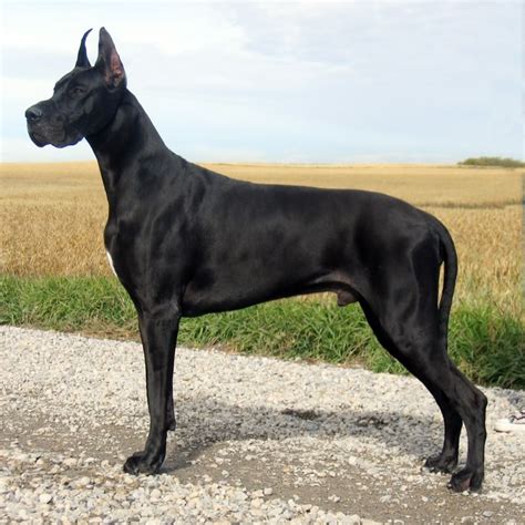 Great Dane Breed Guide - Learn about the Great Dane.